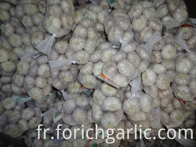 Good Quality Regular Garlic